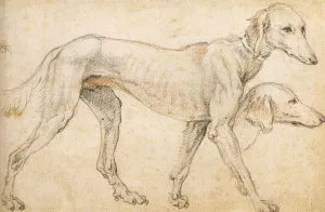 Studies of a Greyhound