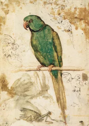 Study of a Parrot