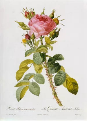 Rosa Bifera Macrocarpa