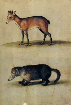 Red Hartebeest and Mountain Coati