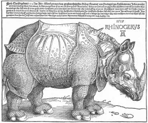 Rhinocerus