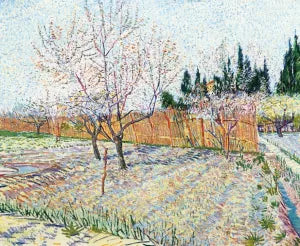 Orchard with Peach Trees in Blossom