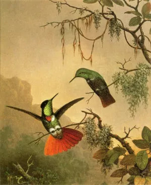 Two Hooded Visorbearer Hummingbirds