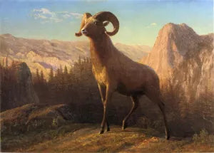 A Rocky Mountain Sheep, Ovis, Montana