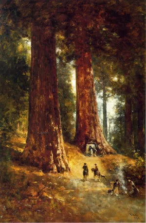 In the Redwoods