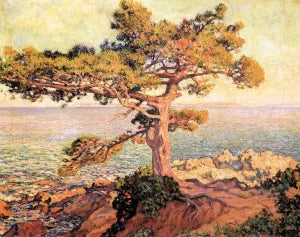 Pine by the Mediterranean Sea