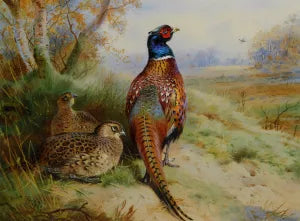 Cock and Hen Pheasant at the Edge of a Wood