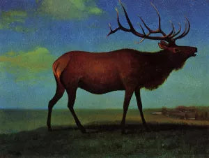 Elk