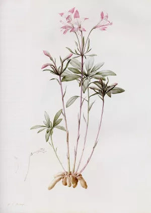 Alstroemeria Ligtu