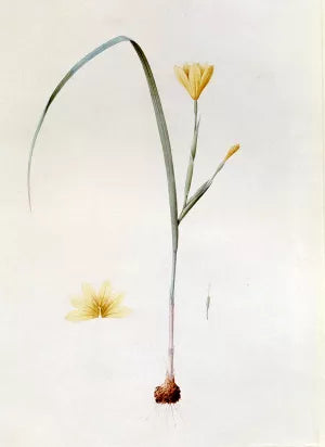 Sisyrinchium Collinum