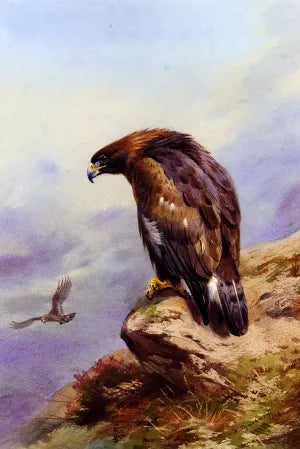 A Golden Eagle