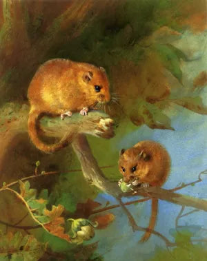 Dormice