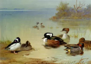 Buffel-Headed Duck, American Green-Winged Teal and Hooded Merganser