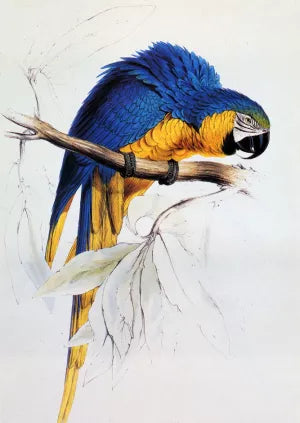 Blue And Yellow Macaw