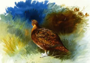 Grouse