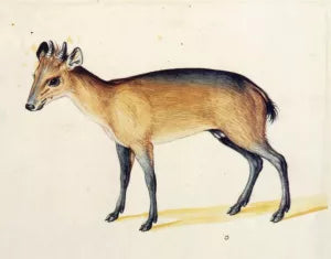 Red-Flanked Duiker