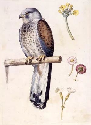 Study of a Lesser Kestrel and Flowers