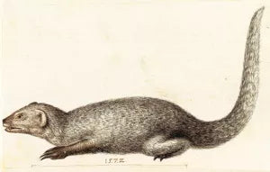 Study of an Indian Mongoose